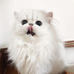 痴梦少女全集免费播放完整版下载
